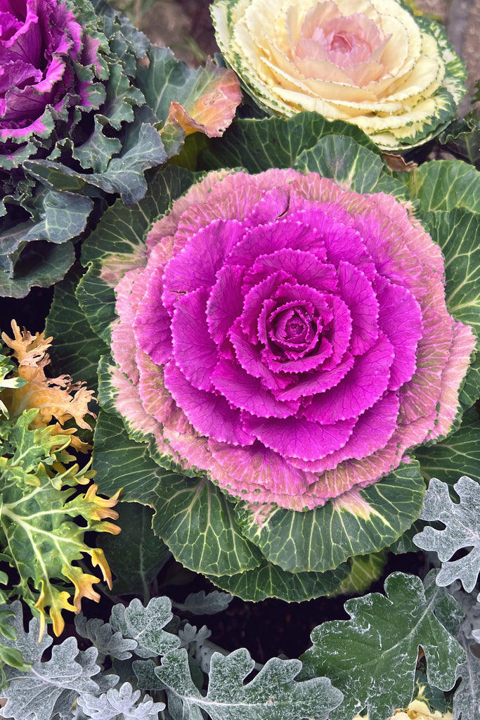 Vibrant purple ornamental cabbage surrounded by variegated leaves and yellow-tinged cabbage in a Japanese garden, symbolizing winter beauty.
